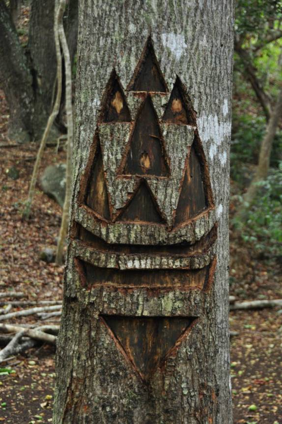 Arte nas árvores da trilha para a cachoeira, em Kalalau, na Na'Pali Coast, costa norte de Kauai, no Havaí. Coitada da árvore...